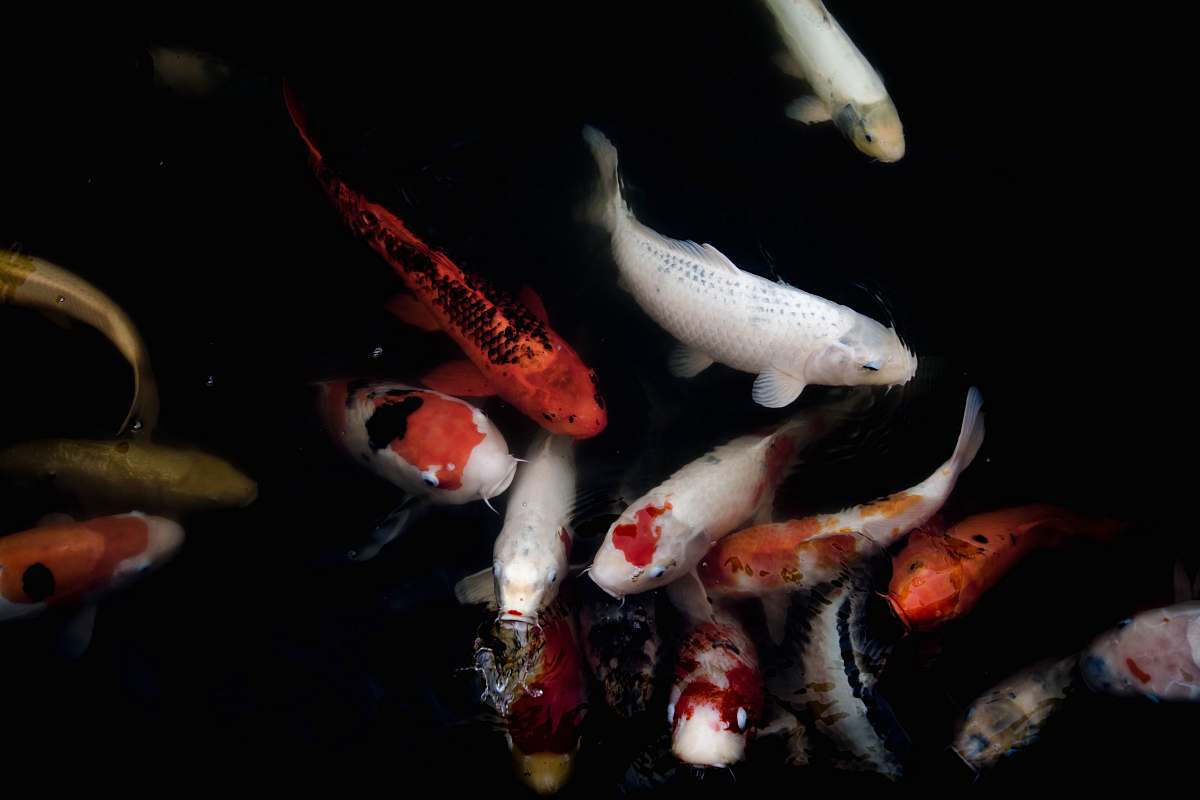 carp school of orange and white koi koi