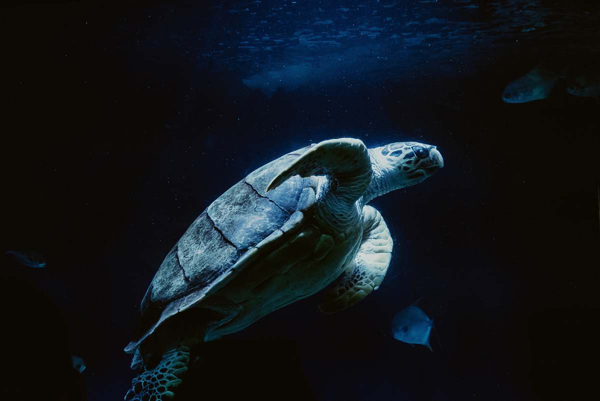 Turtle Sea Turtle Swimming With Fishes Sea Life Image Free Photo