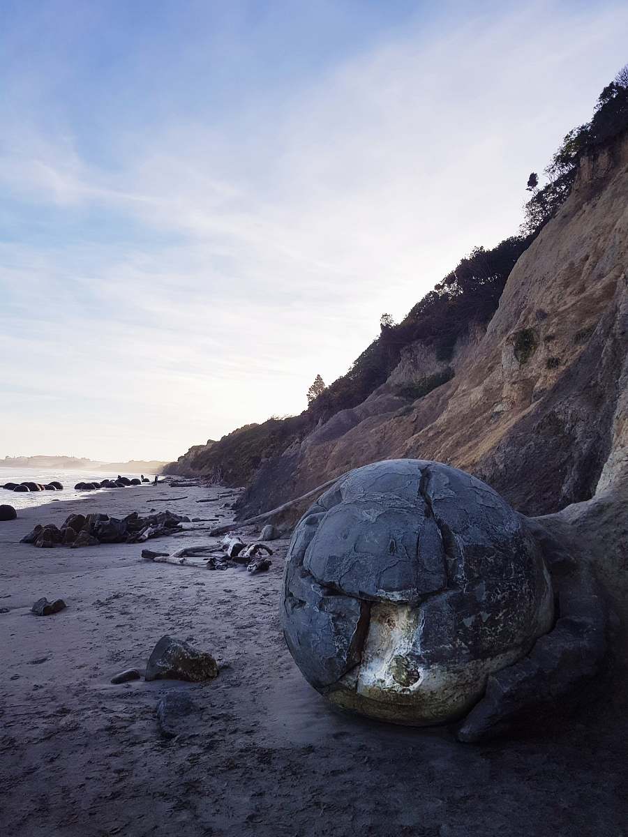 reptile seashore during daytime sea life