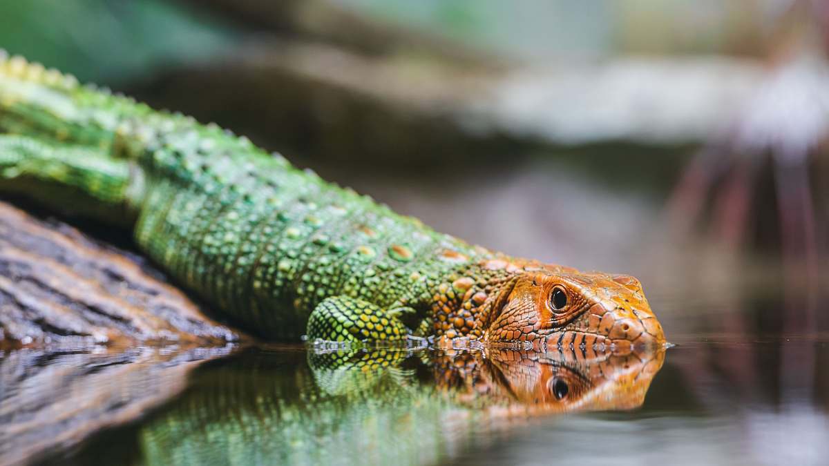 lizard selective-focus of green and orange lizard reptile