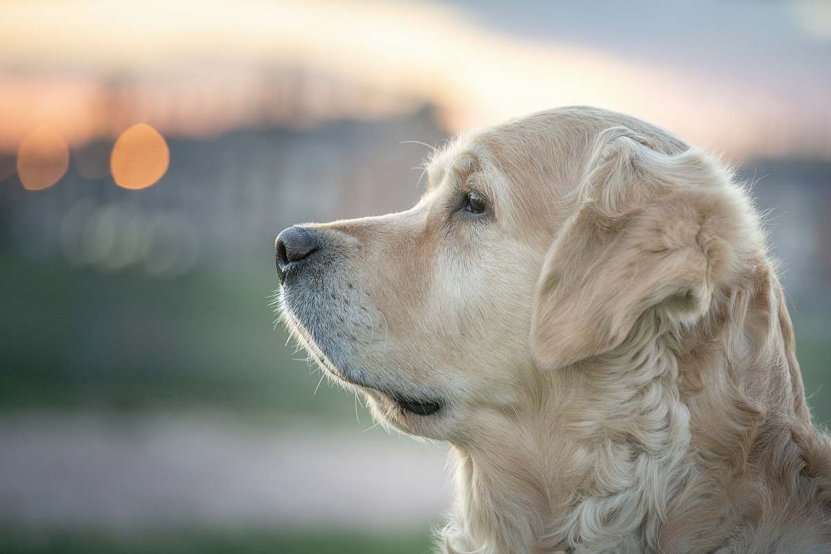 dog selective focus photo of adult gold Golden Retriever pet