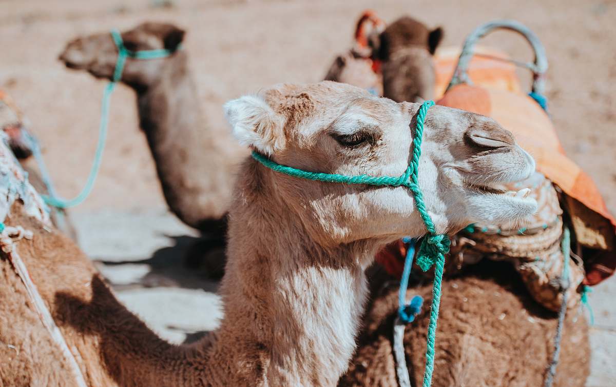 mammal selective focus photo of camel camel