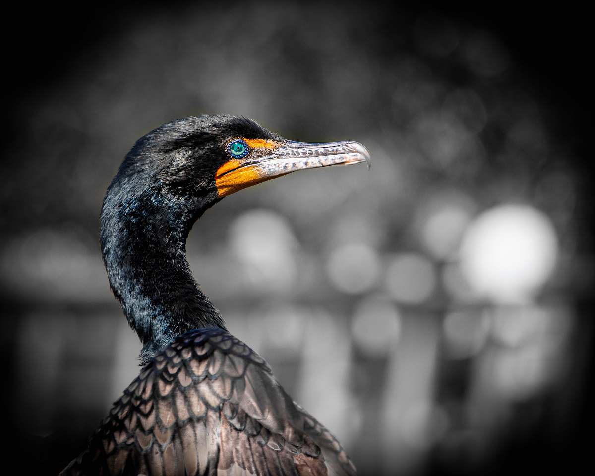 bird selective focus photo of goose waterfowl