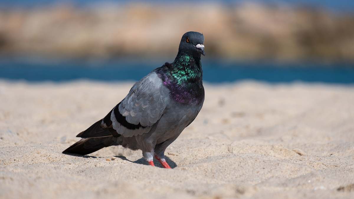 bird selective focus photo of gray and black pigeon standing on sand pigeon