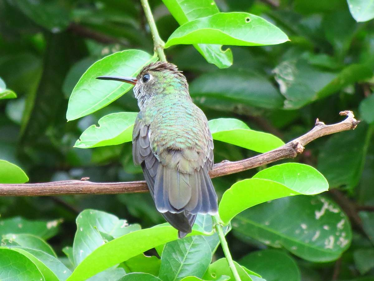 leaf selective focus photo of green bird hummingbird