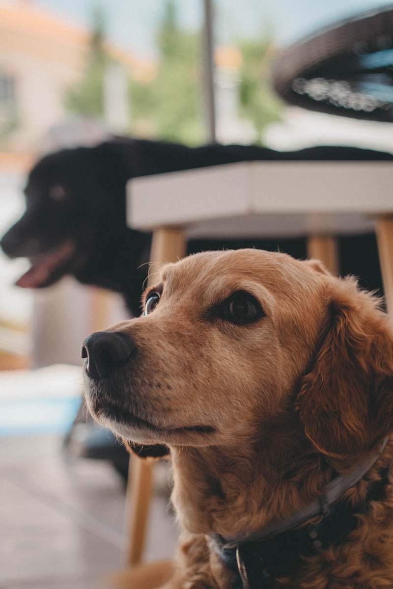 canine selective focus photo of sitting tan dog dog