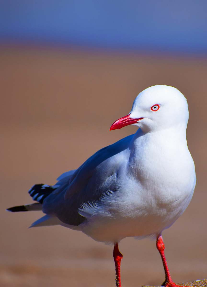 bird selective focus photo of white bird beak