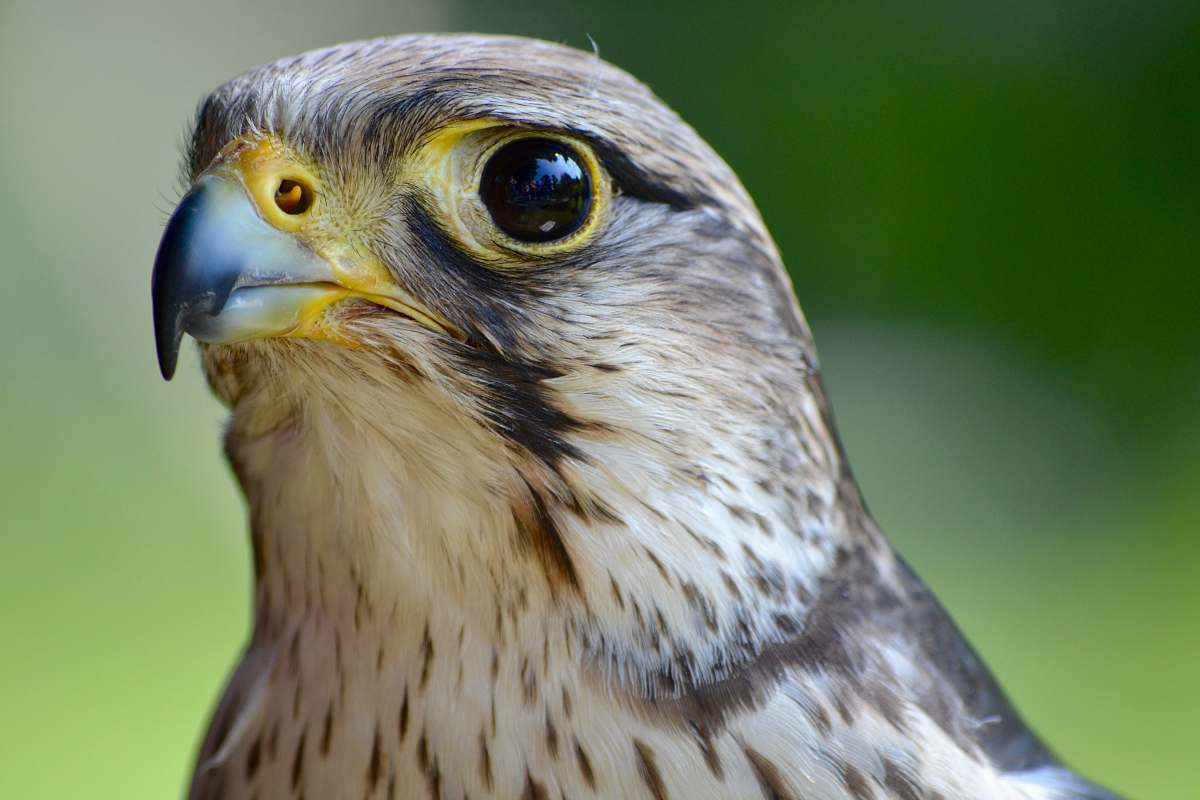 bird selective-focus photograph of eagle hawk
