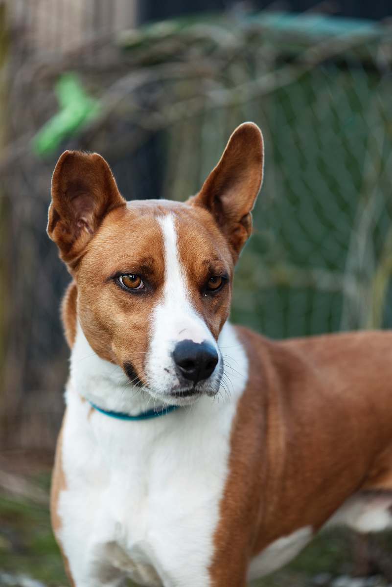 Canine Selective Focus Photography Of Adult Short-coated Tan And White ...