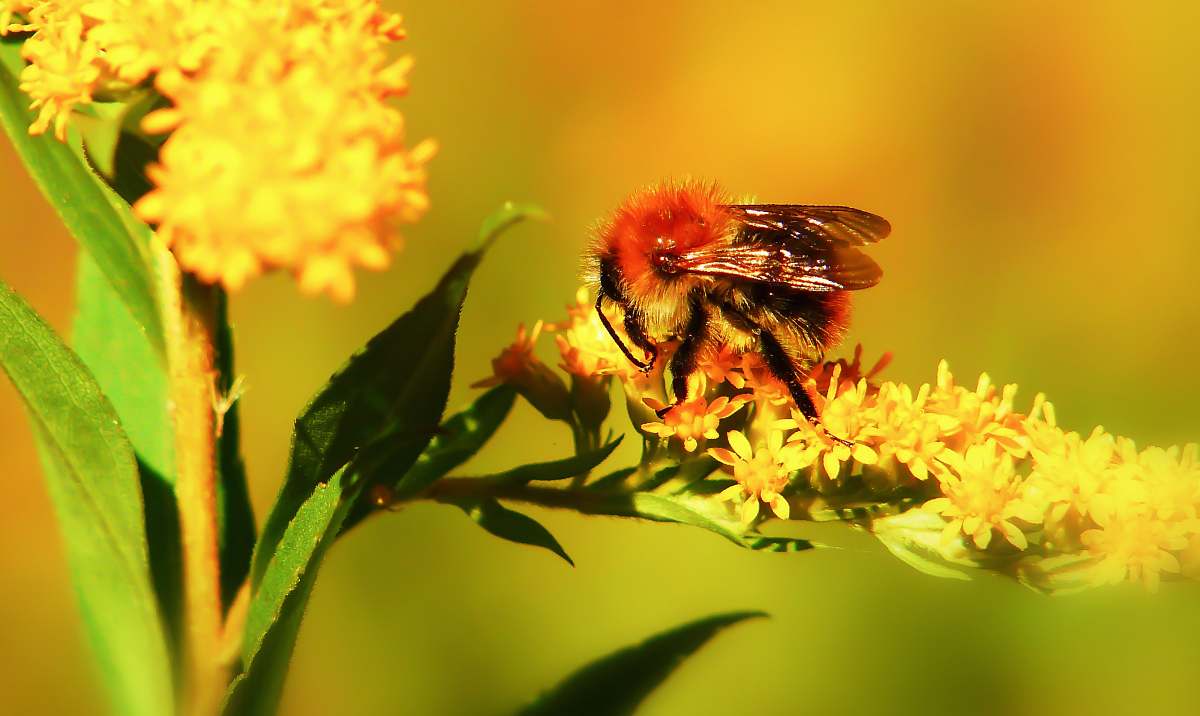 bee selective focus photography of bee perching on yellow flowers insect
