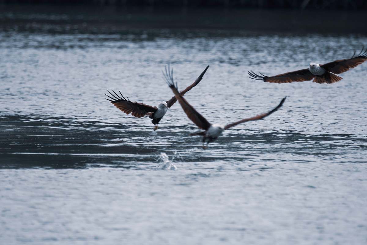 bird selective focus photography of bird during daytime flying
