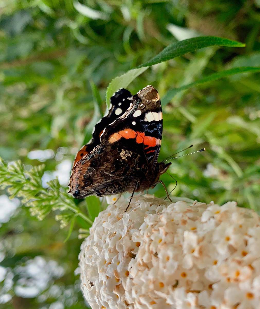 insect selective focus photography of black and brown butterfly invertebrate