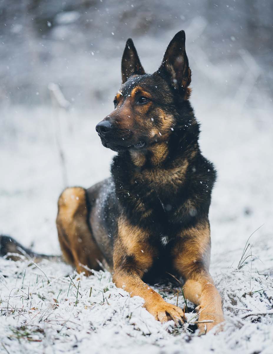 dog selective focus photography of brown and black dog pet