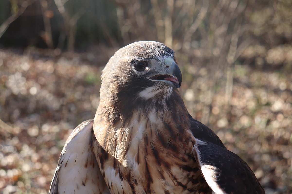 bird selective focus photography of brown and white bird during daytime buzzard