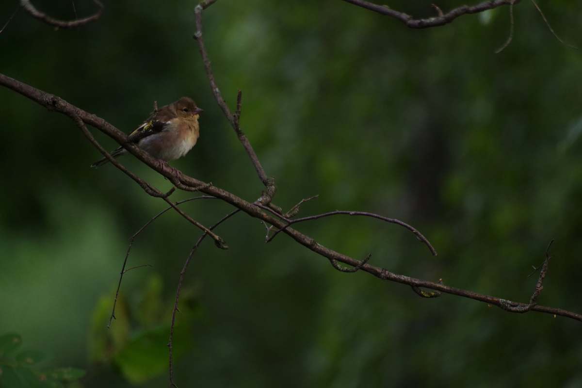 bird selective focus photography of brown and white bird on twig sparrow
