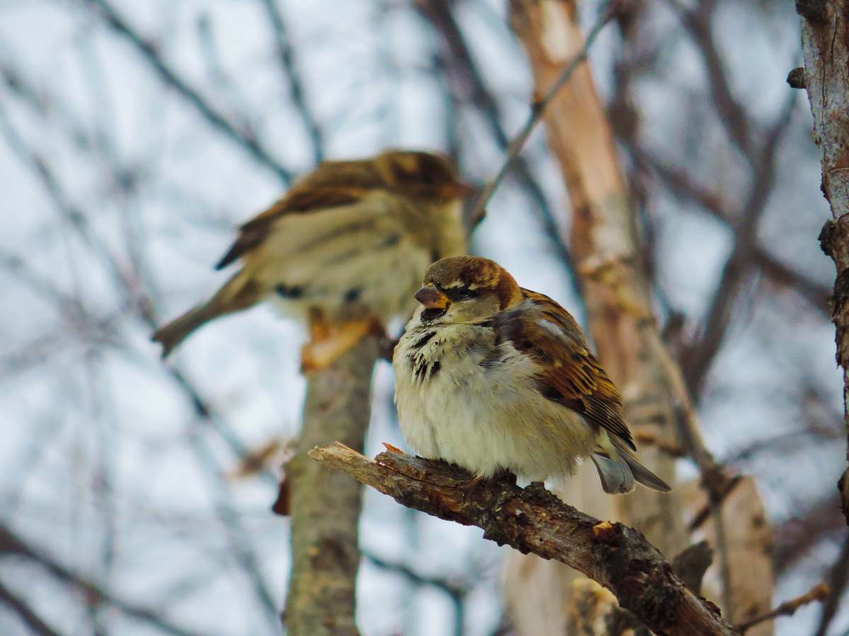 bird selective focus photography of brown bird perching on a branch sparrow