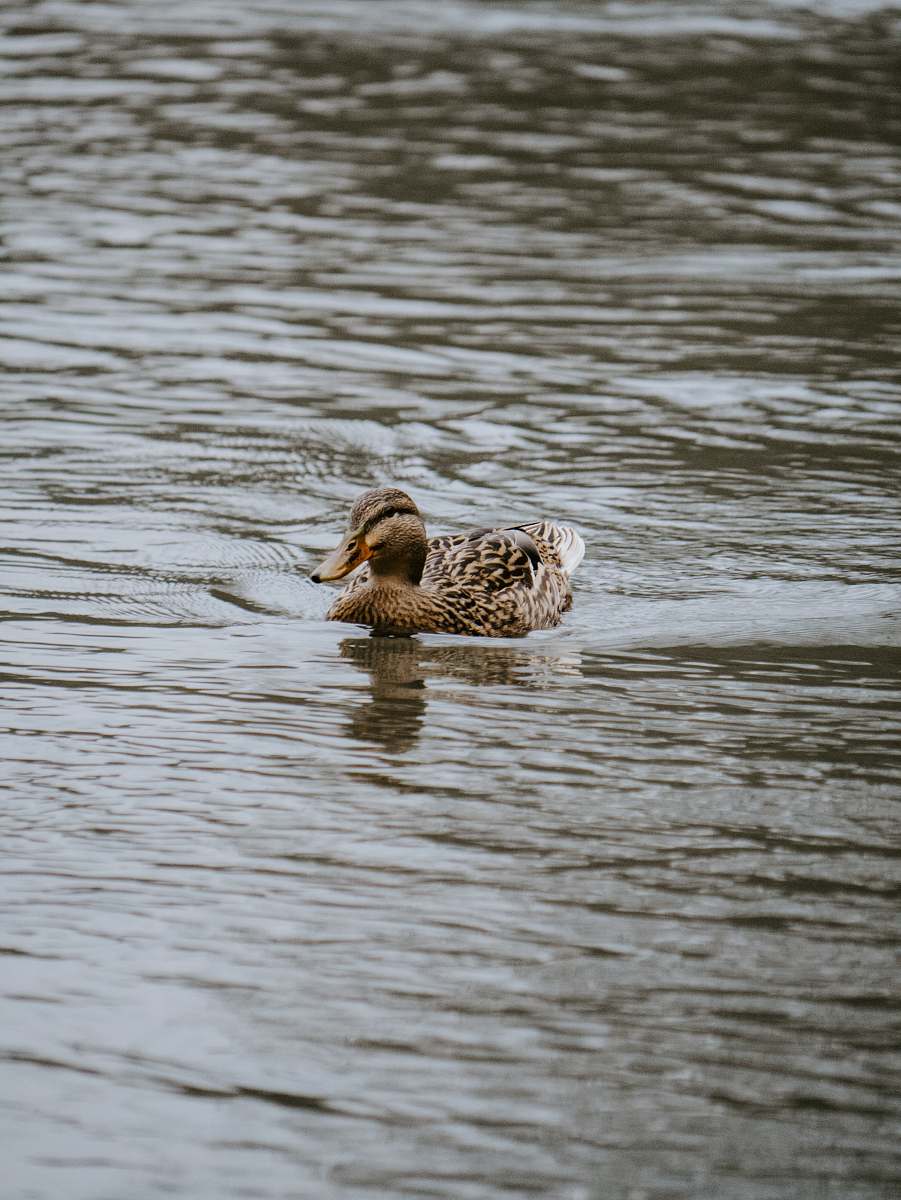 bird selective focus photography of brown duck on water during daytime duck