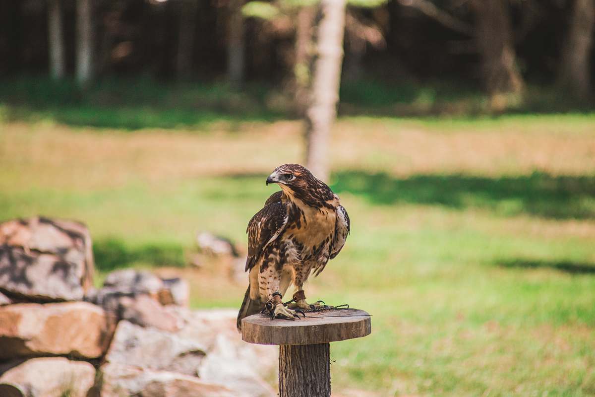 bird selective focus photography of brown hawk during daytime hawk