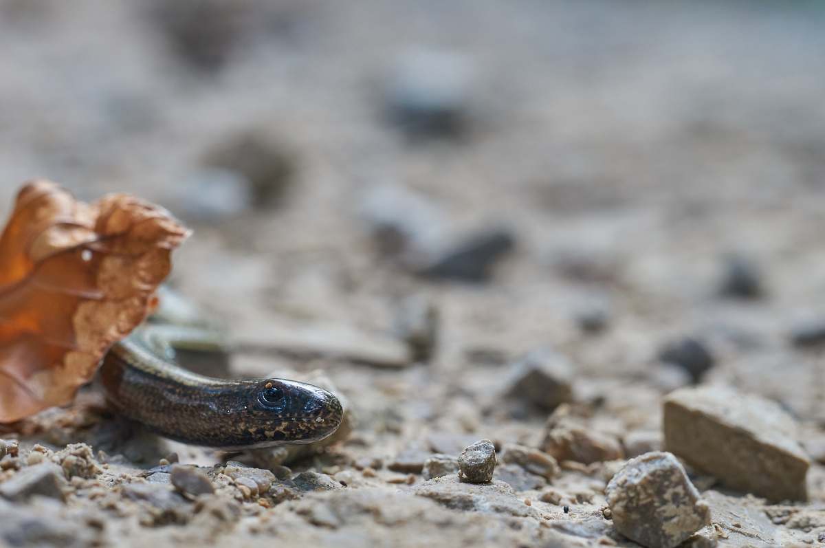reptile selective focus photography of brown insect during daytime snake