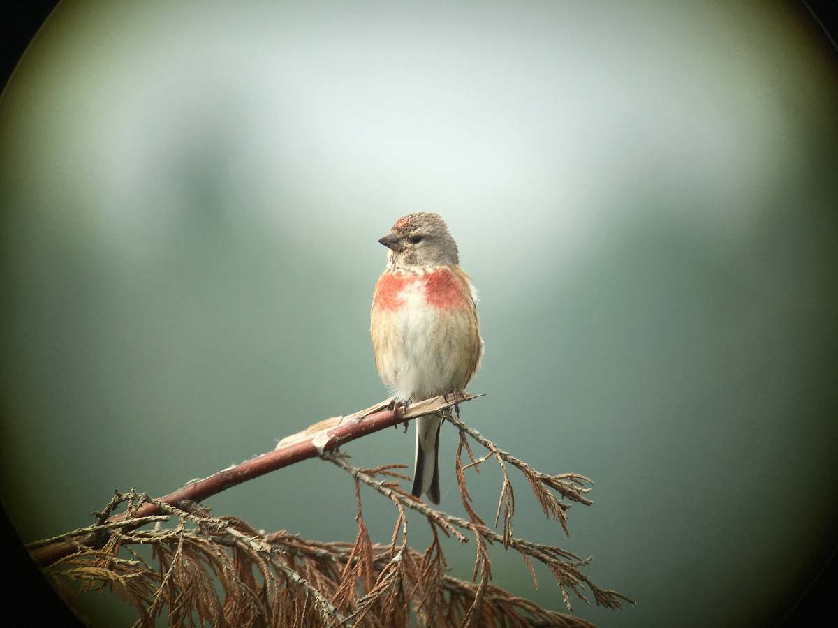 bird selective focus photography of gray and red bird on tree branch finch