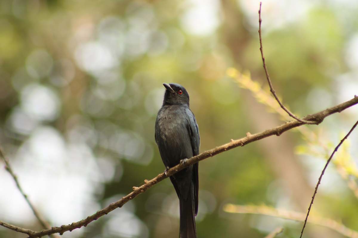 bird selective focus photography of gray bird perching on tree branch beak