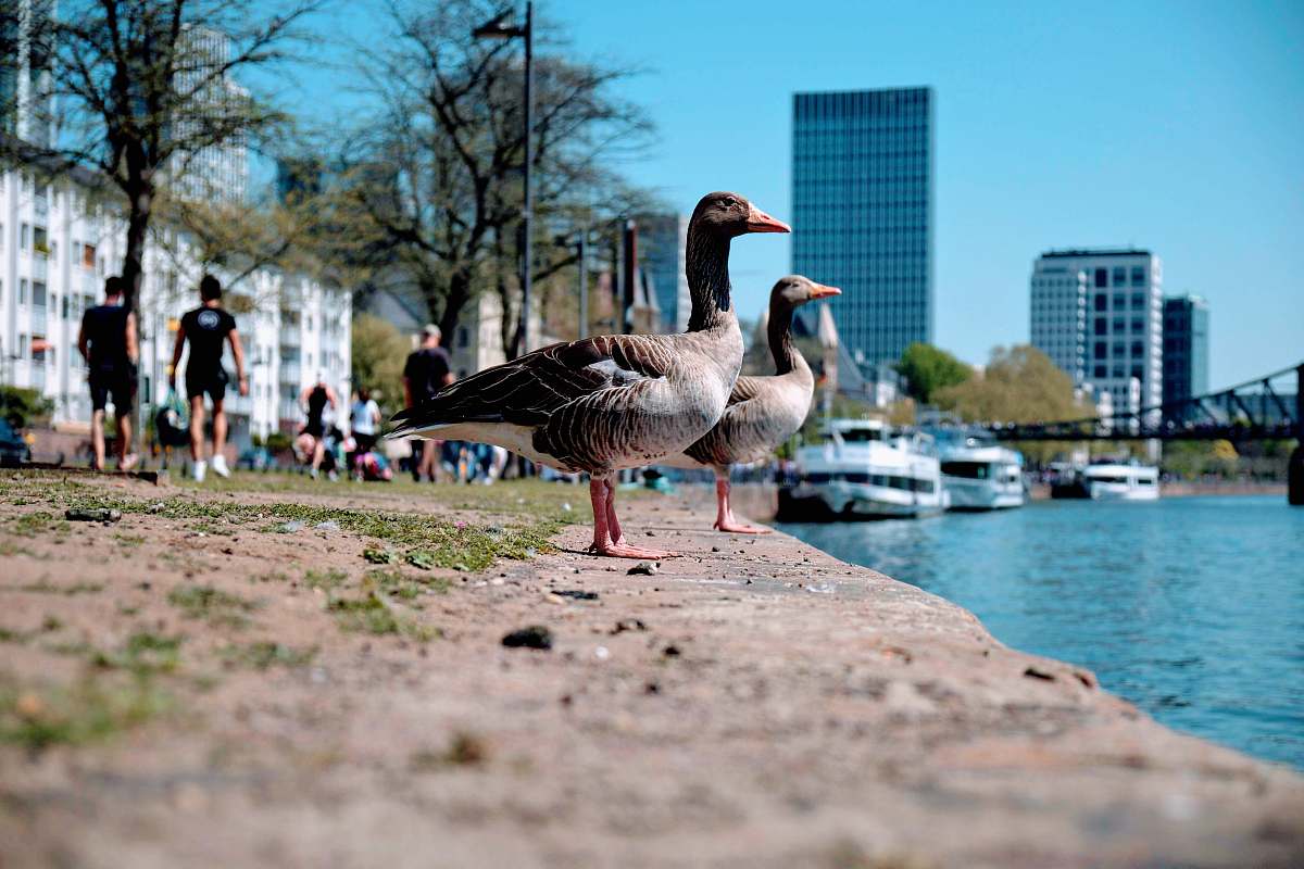 human selective focus photography of gray ducks in front of body of waters person
