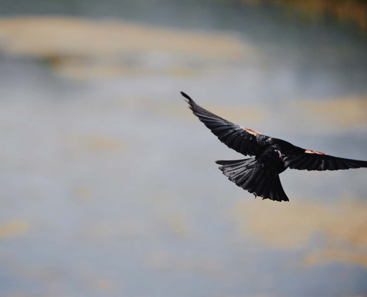 bird selective focus photography of hovering black bird flying