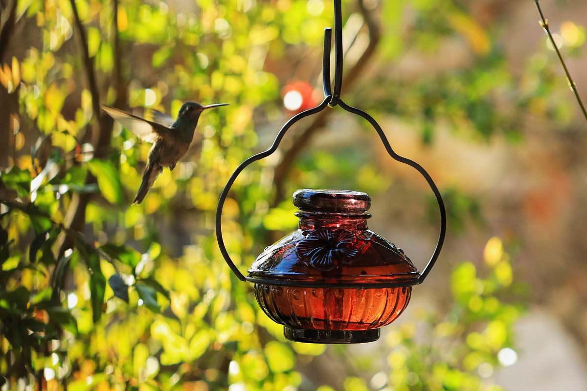 bird selective focus photography of lantern hummingbird