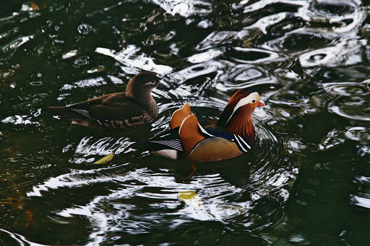 bird selective focus photography of male and female mandarin ducks on body of water duck