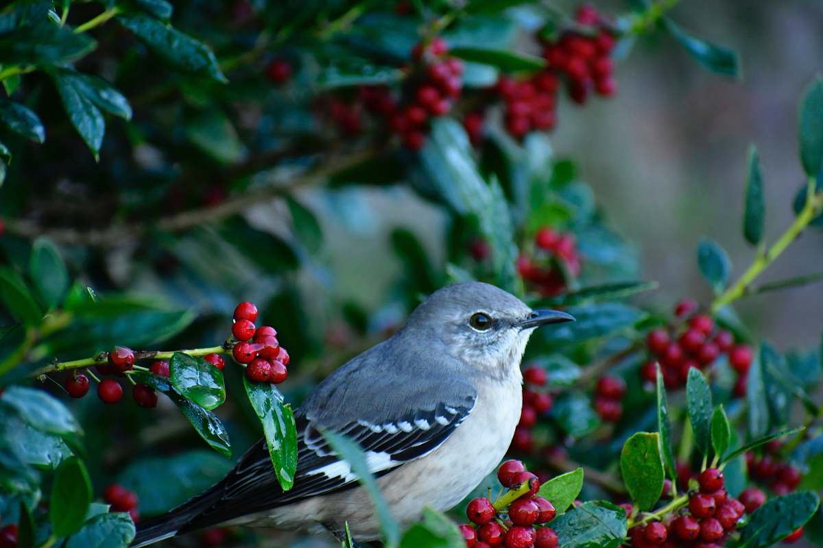 bird selective focus photography of mockingbird jay