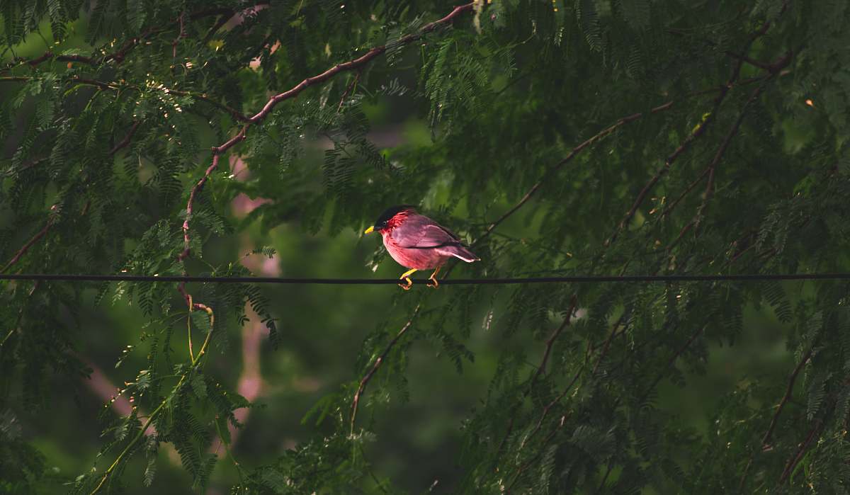 finch selective focus photography of red and gray bird on wire beside green trees cardinal