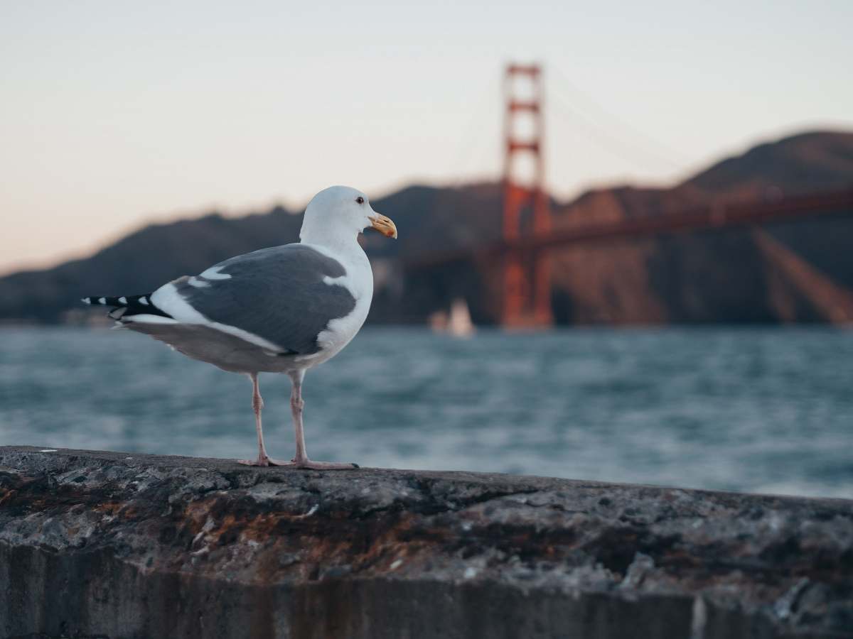 bird selective focus photography of seagull on gray rock seagull