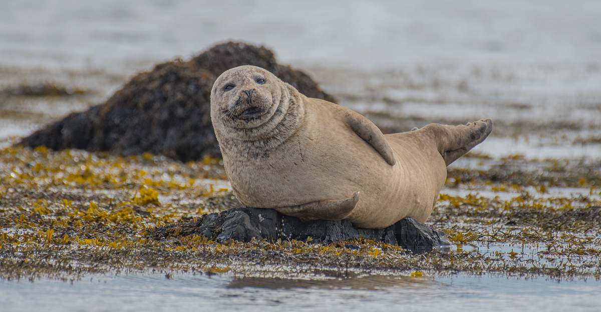 seal selective focus photography of seal lying on ground sea life