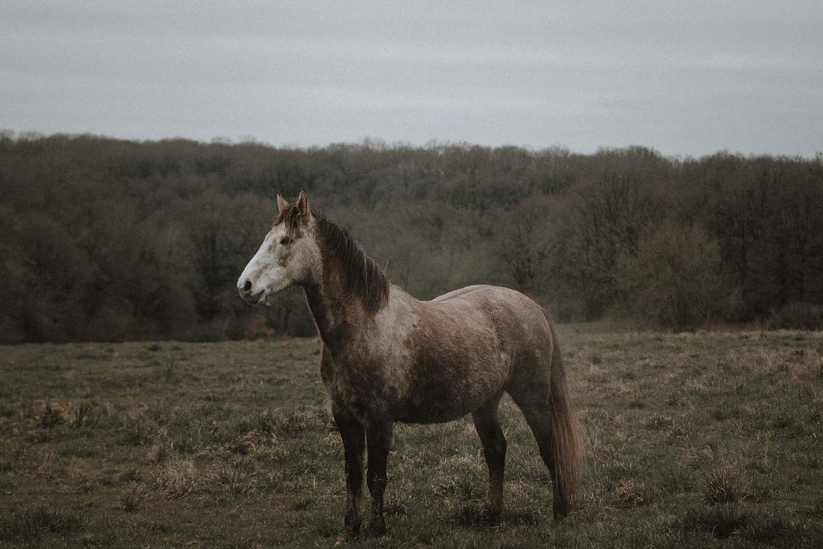 mammal selective focus photography of standing gray horse on green grass horse