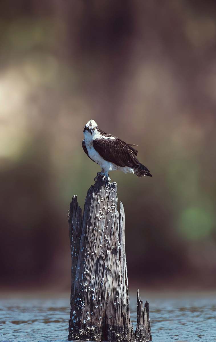 bird selective focus photography of white and black bird on brown slab surrounded body of water accipiter