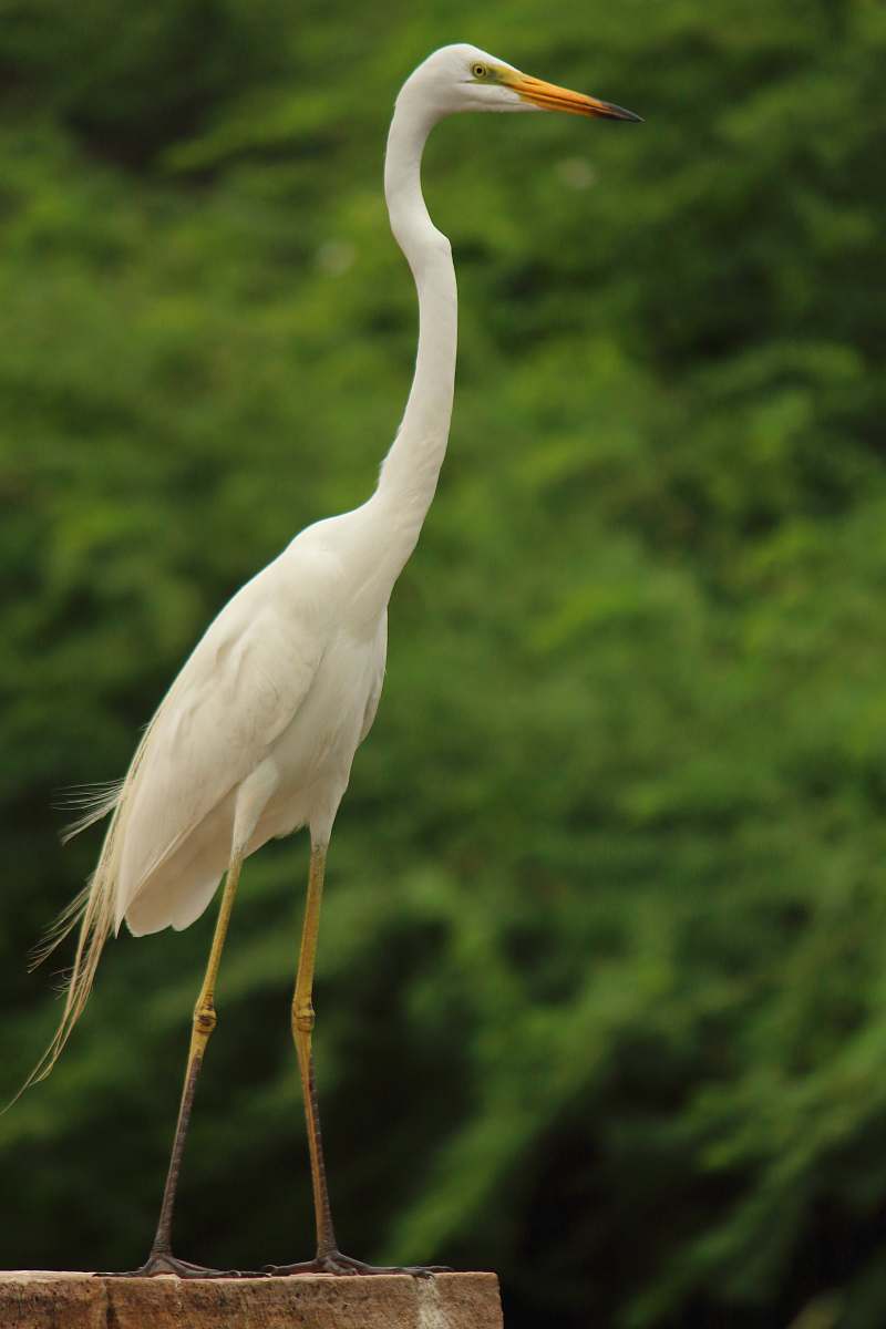 bird selective focus photography of white long-necked bird during daytime waterfowl