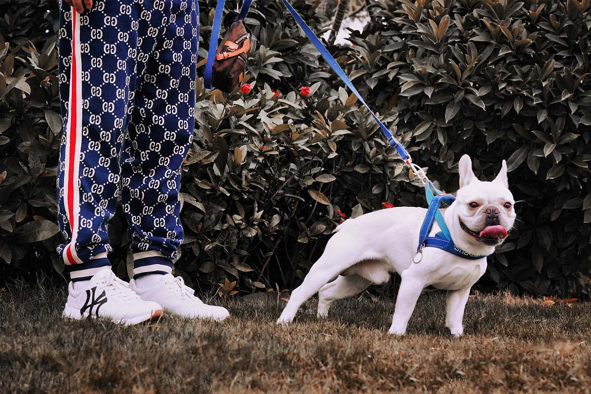 dog selective focus photography of white pug with body harness strap