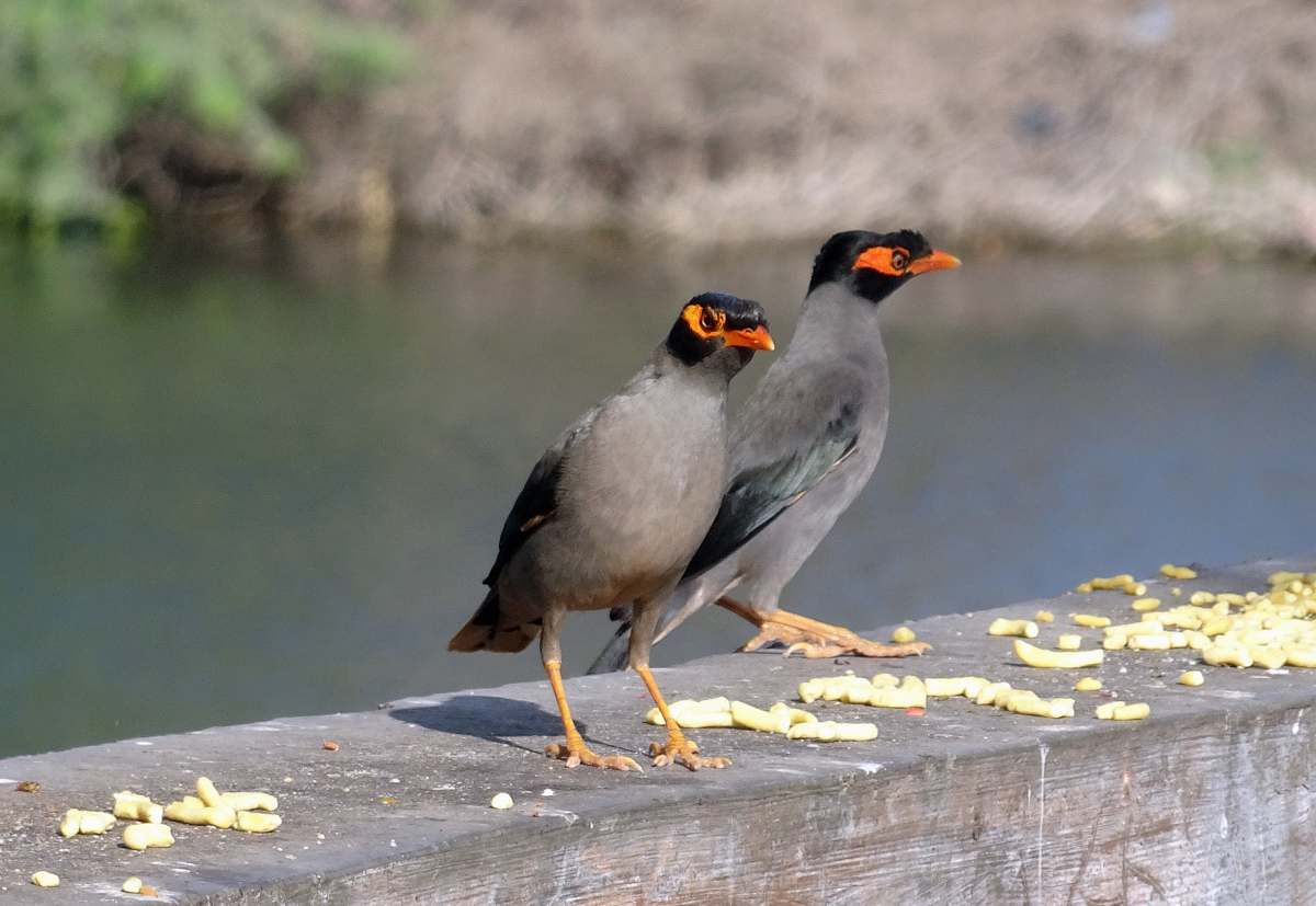 bird shallow focus photo of black and gray birds beak