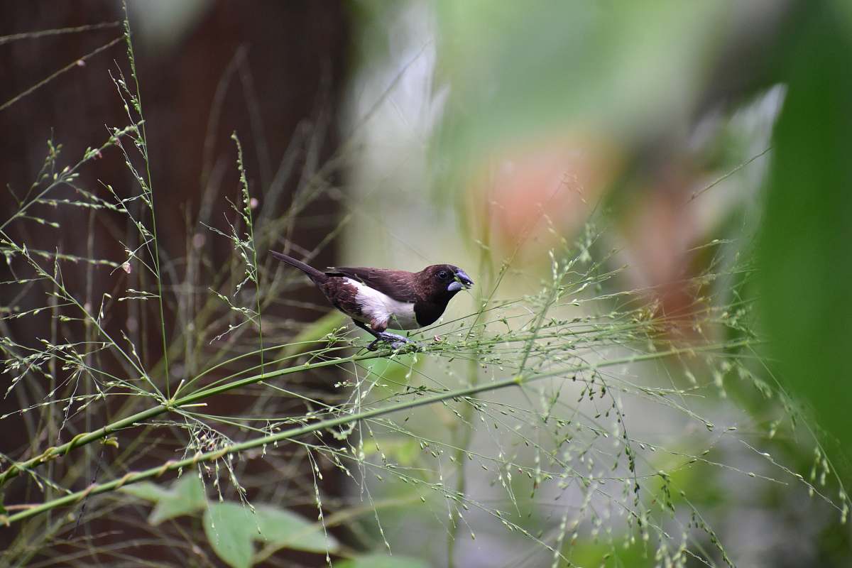 bird shallow focus photo of black and white bird sri lanka