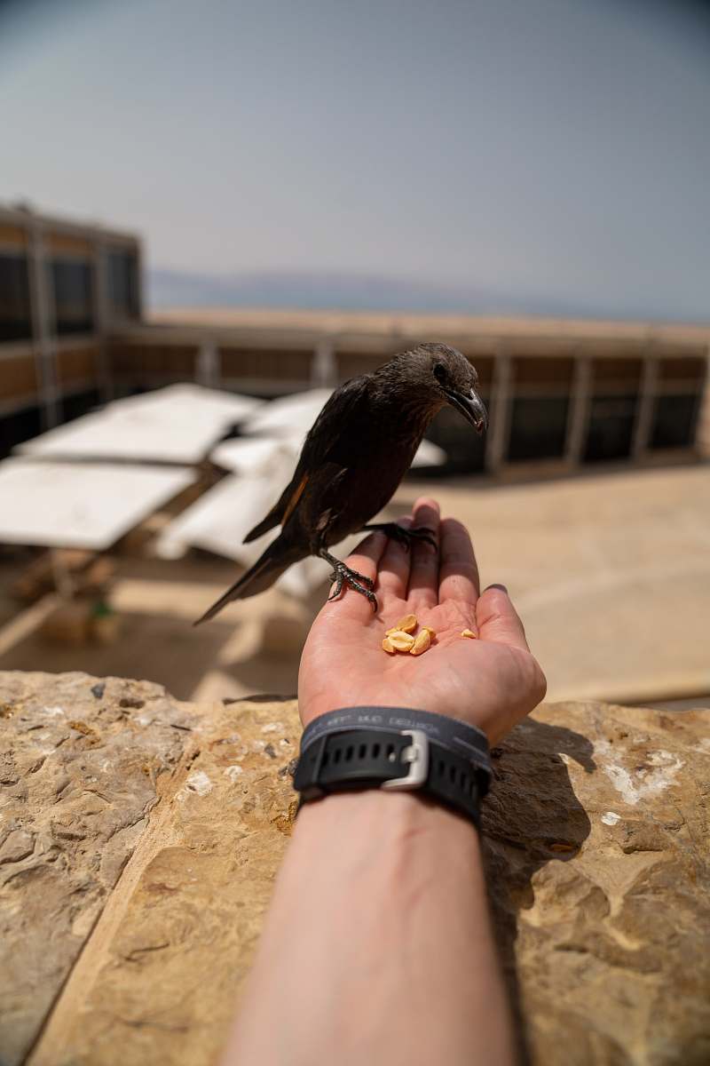 bird shallow focus photo of black bird sitting on person's hand human