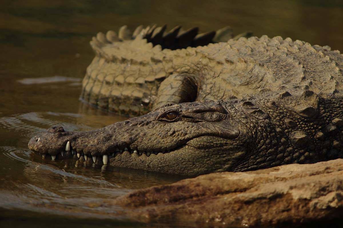 lizard shallow focus photo of brown alligator reptile