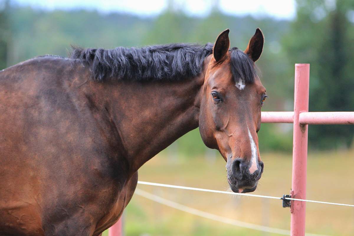 mammal shallow focus photo of brown horse horse