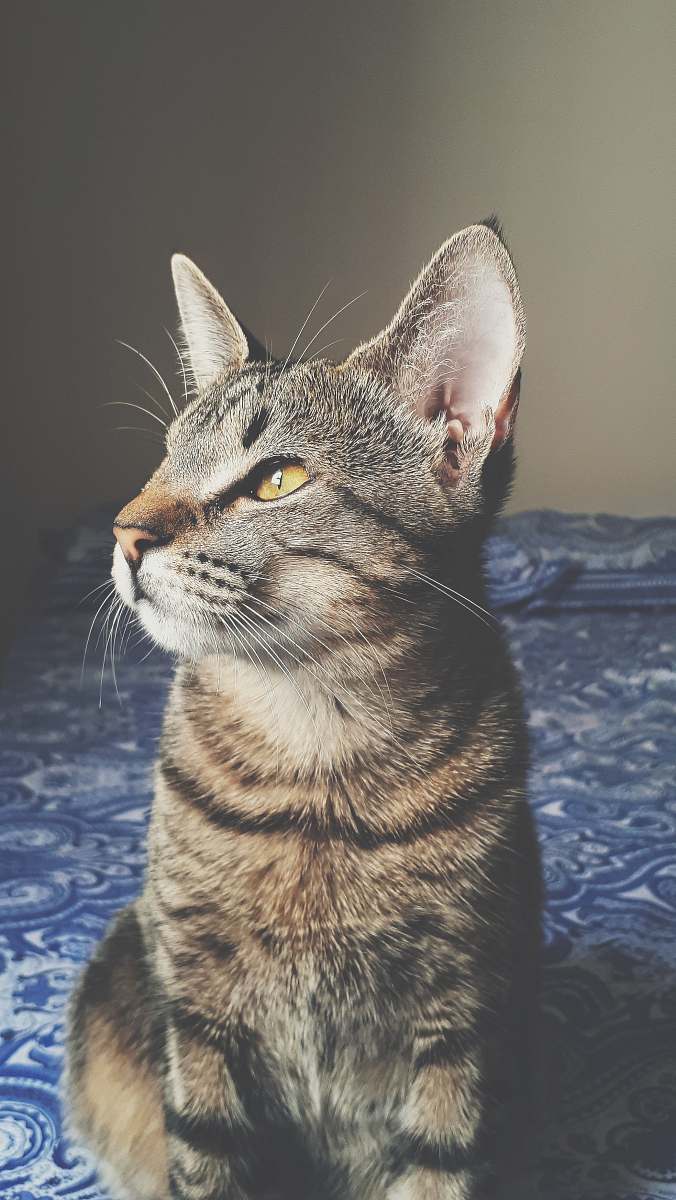 cat shallow focus photo of gray cat abyssinian