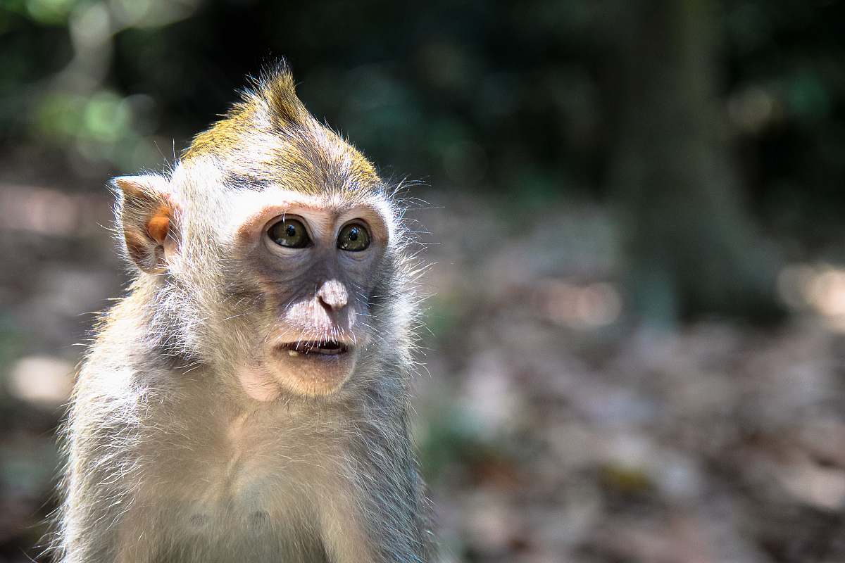 mammal shallow focus photo of gray monkey monkey