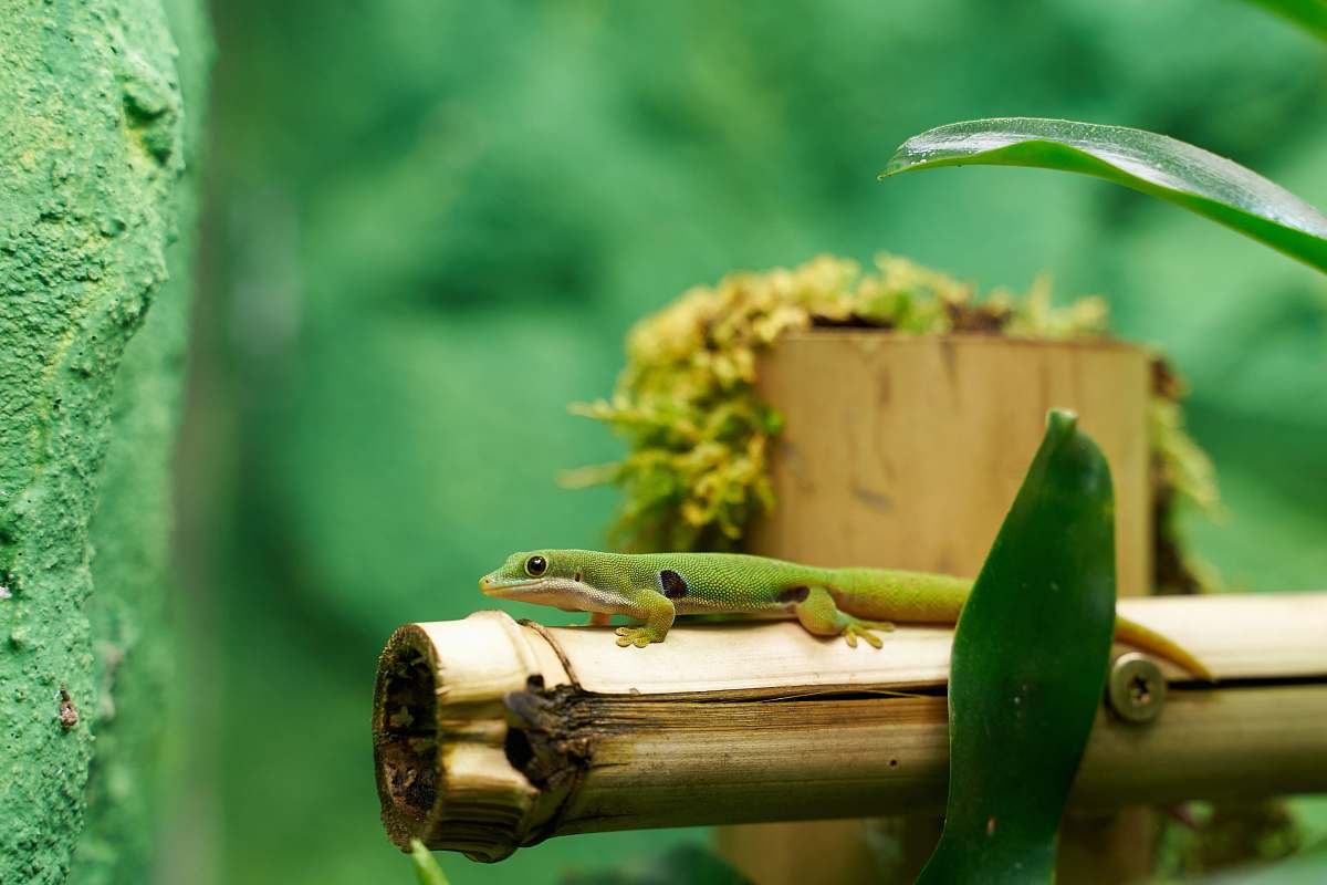 lizard shallow focus photo of green lizard reptile