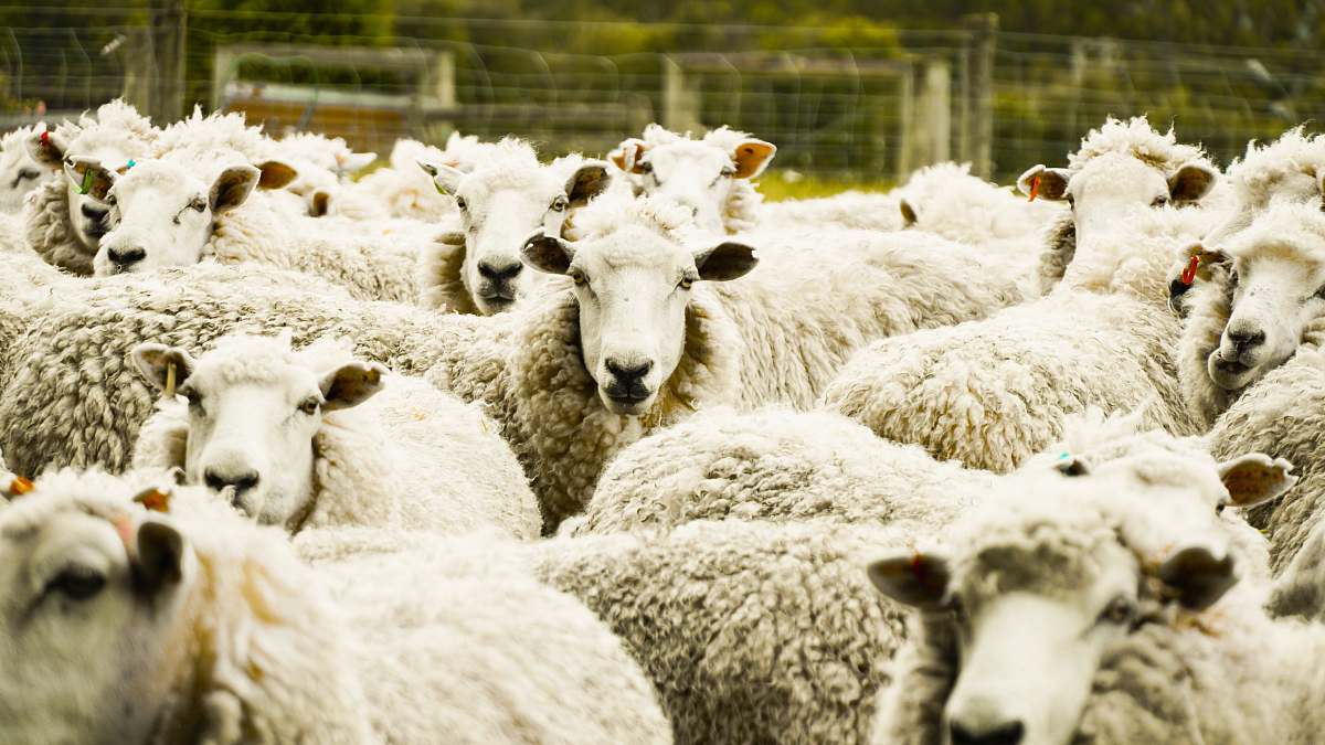 mammal shallow focus photo of herd of sheep sheep