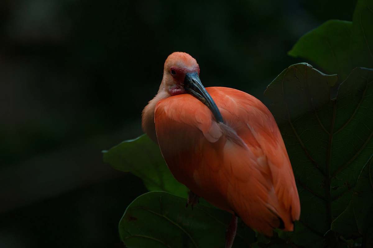 bird shallow focus photo of pink bird waterfowl