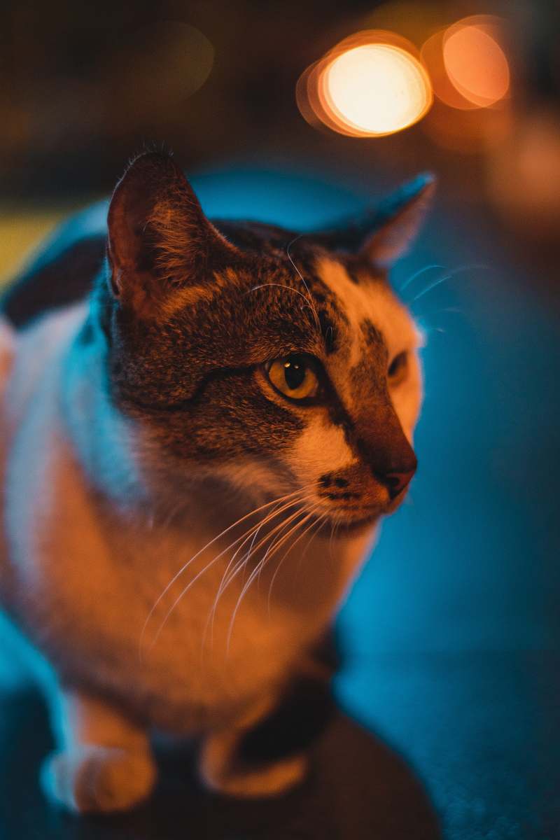 cat shallow focus photo of white and gray cat pet