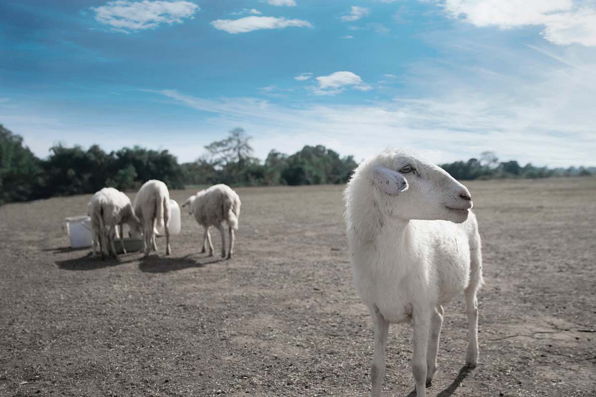 mammal shallow focus photography of goat sheep