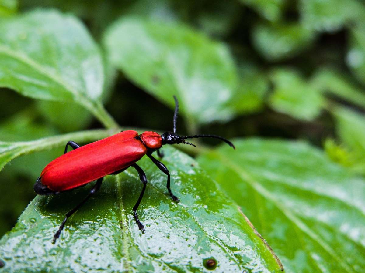insect shallow focus photography of red leaf beetle invertebrate